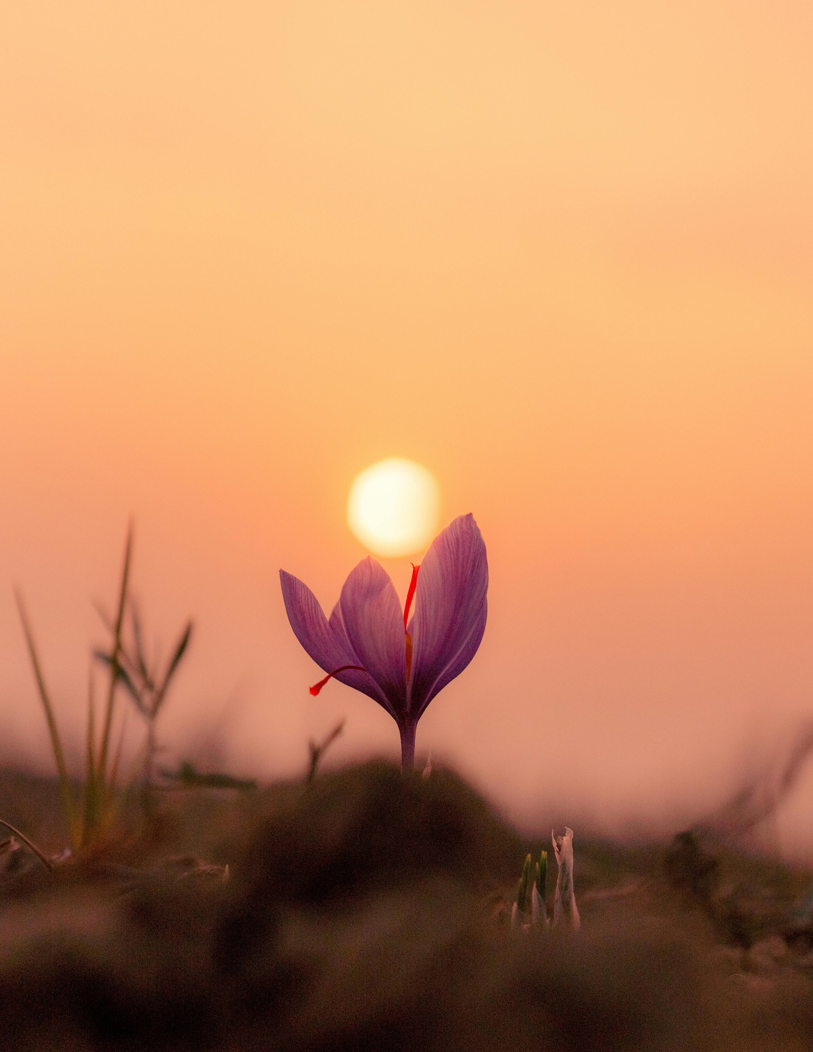 A purple saffron flower growing out of the ground with a sunset right above it in the background as if the sun was right above the saffron flower. The sky is orange.