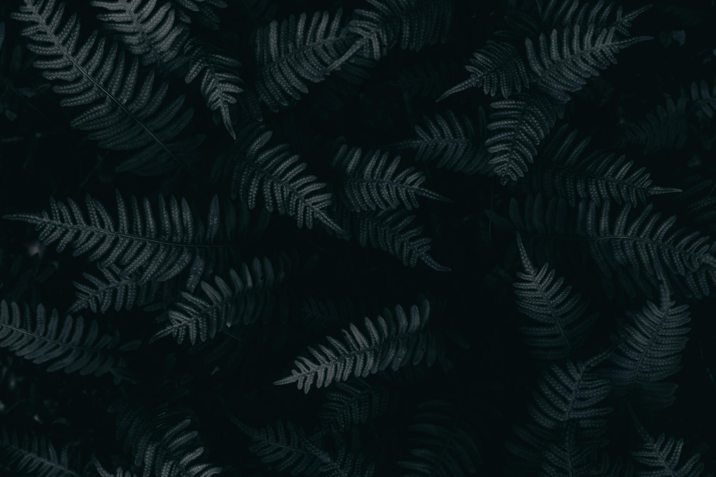Birds-eye view of close up of dark green fern plant with black background.