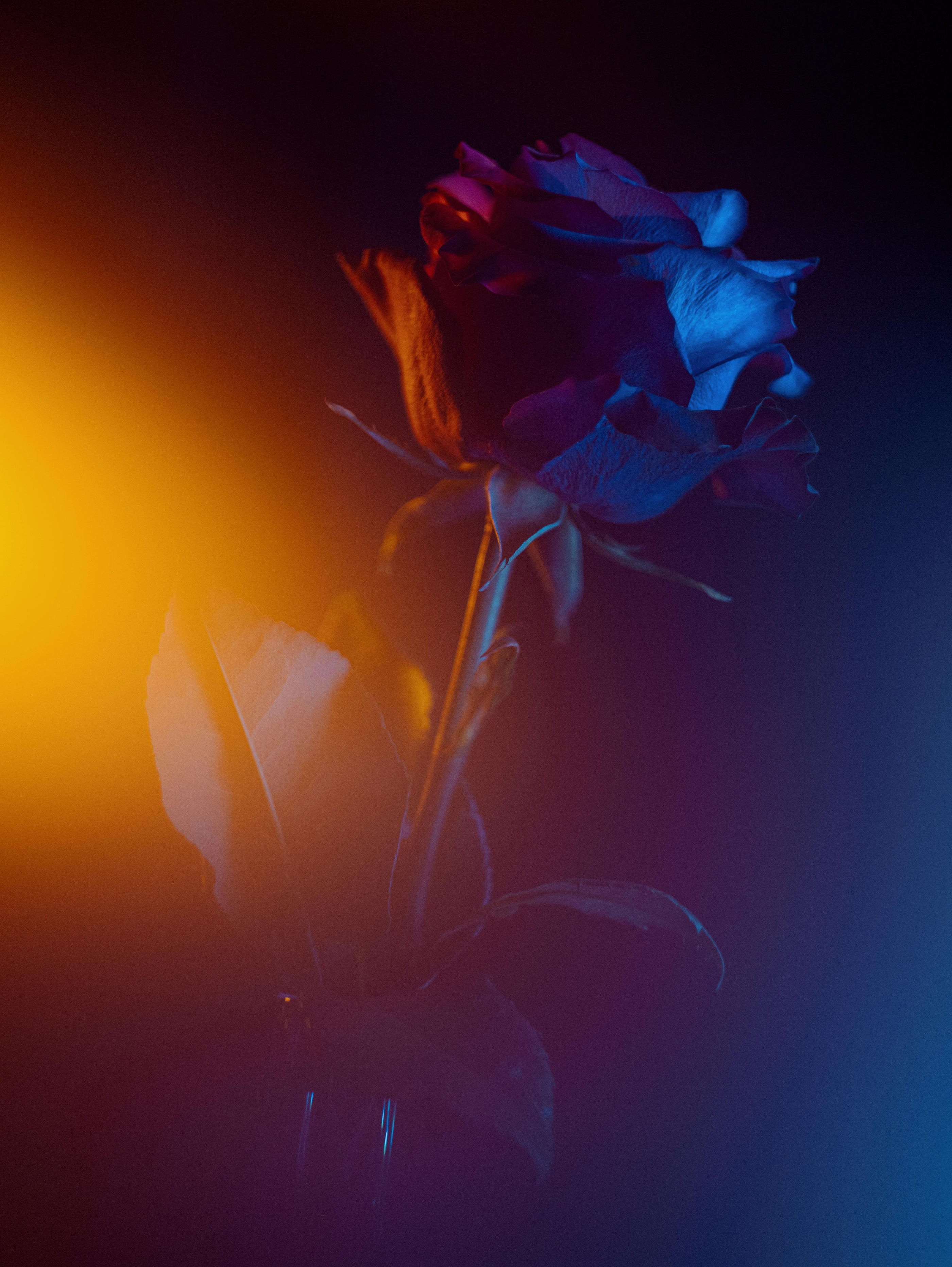 A dark mystical rose next to a blurred yellow light in front of a dark background.