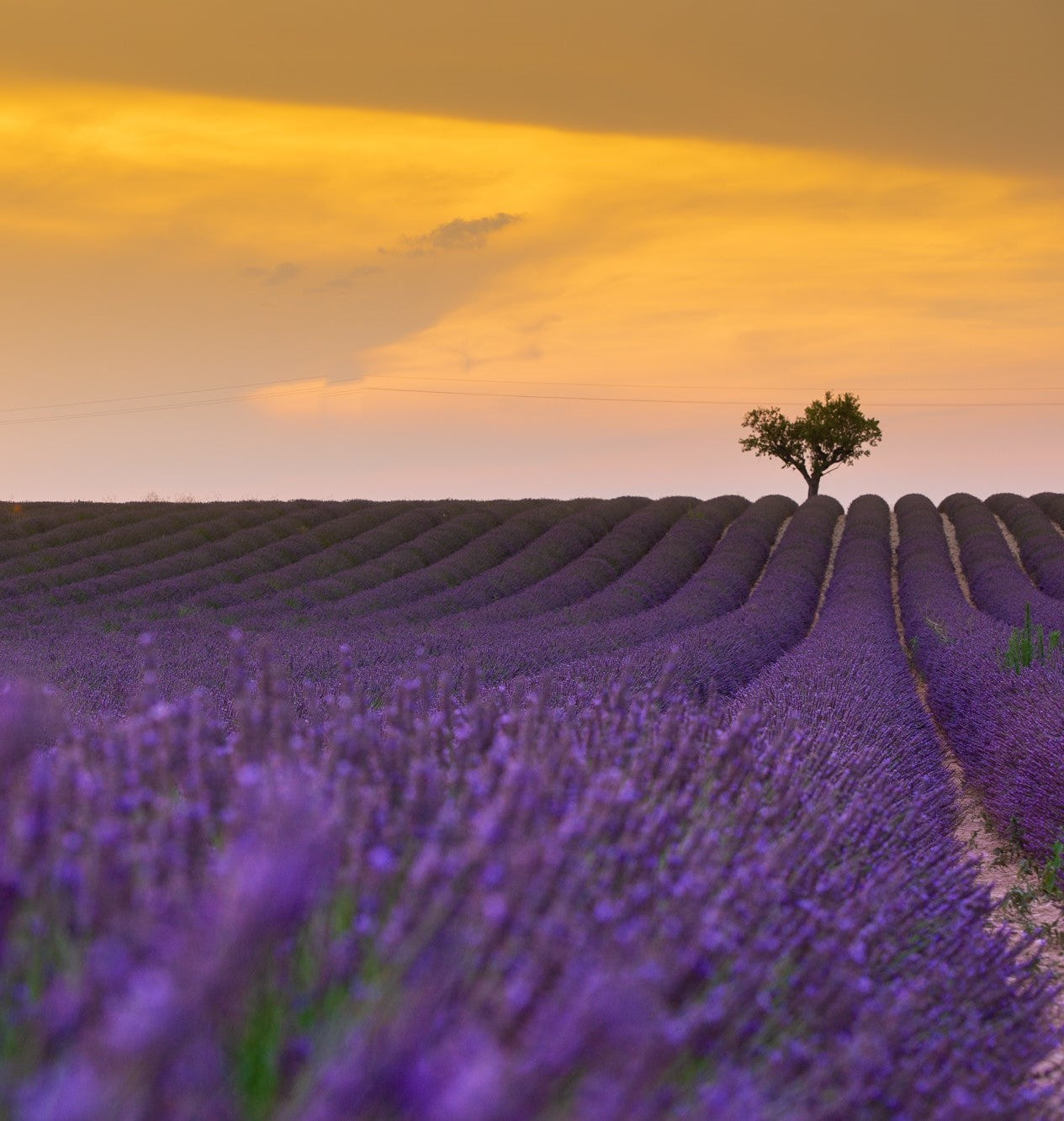 Many columns of purple lavender with sunset in the background and one tree is present from afar.